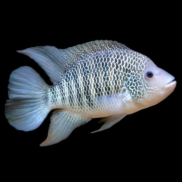Green Guapote Mayaheros Beani 5cm