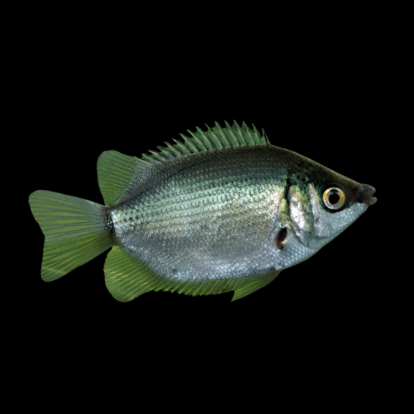 Green Kissing Gourami Helostoma Temminckii - 5cm