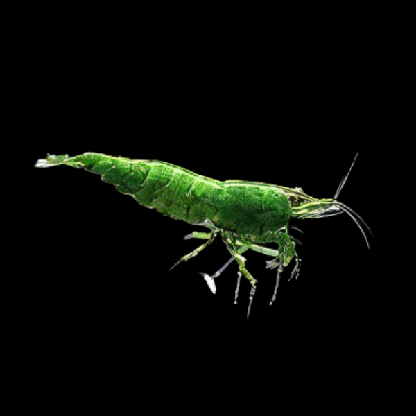 Green Shrimp Neocaridina 2cm