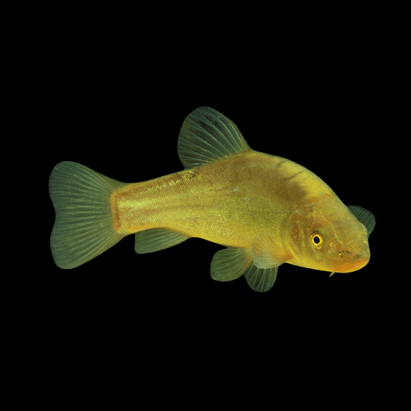 <em>Images for illustration purposes only. Exact colours, patterns, and size may vary between individuals.</em>