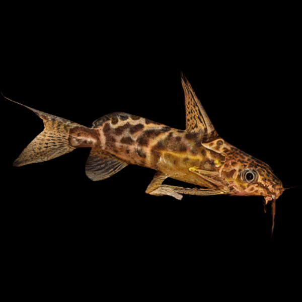 Greshoff Catfish Synodontis Greshoffi 5cm