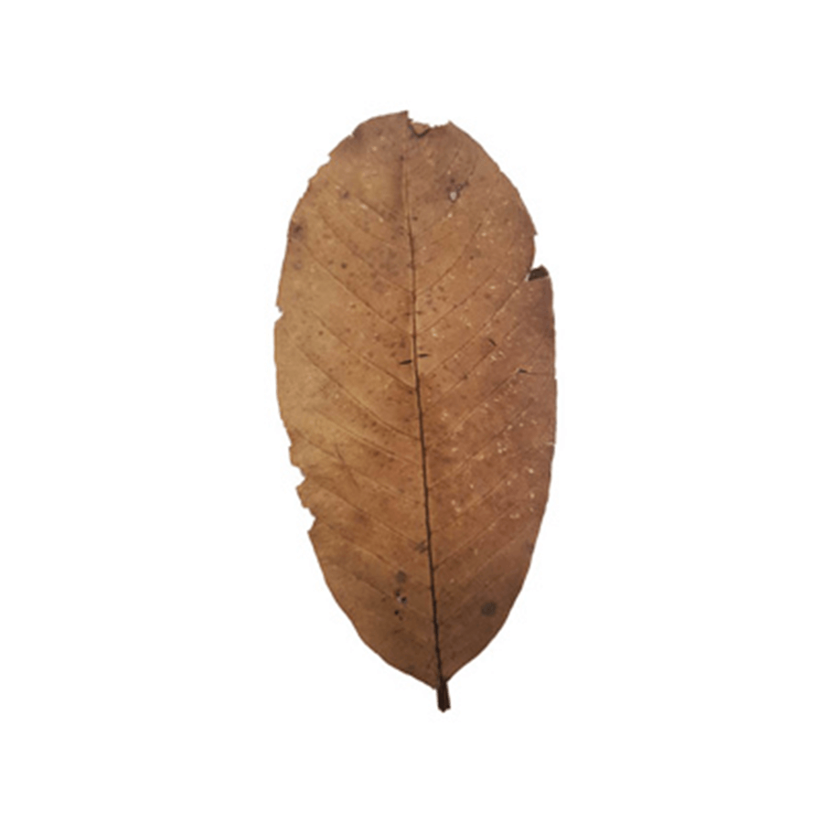 Betta Choice Guava Leaves