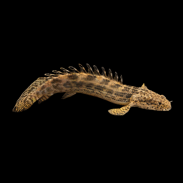 Guinean Bichir Polypterus Ansorgii 10cm