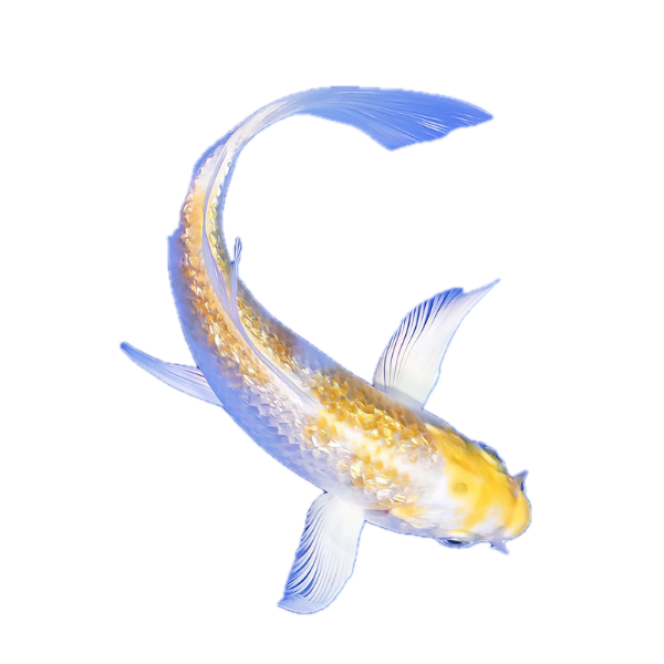 Hariwake Butterfly Classic Koi Carp Cyprinus Carpio