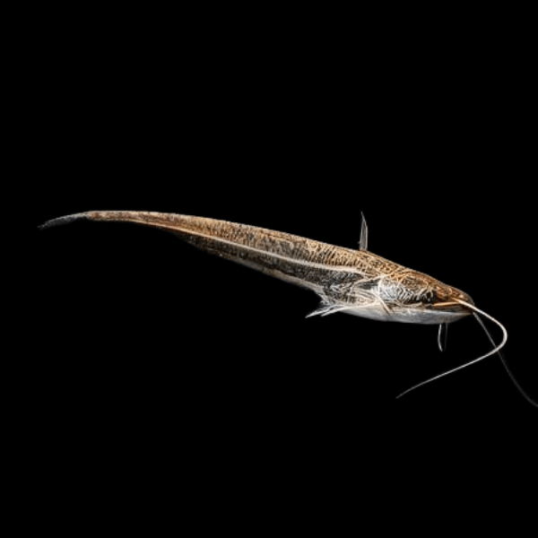 Helicopter Catfish Wallago Attu 10cm