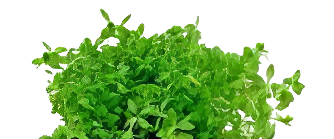 Five Bunched Plants Pearl Weed Plant Hemianthis Micranthemoides