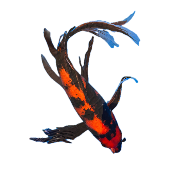 Hi Utsuri Butterfly Classic Koi Carp Cyprinus Carpio