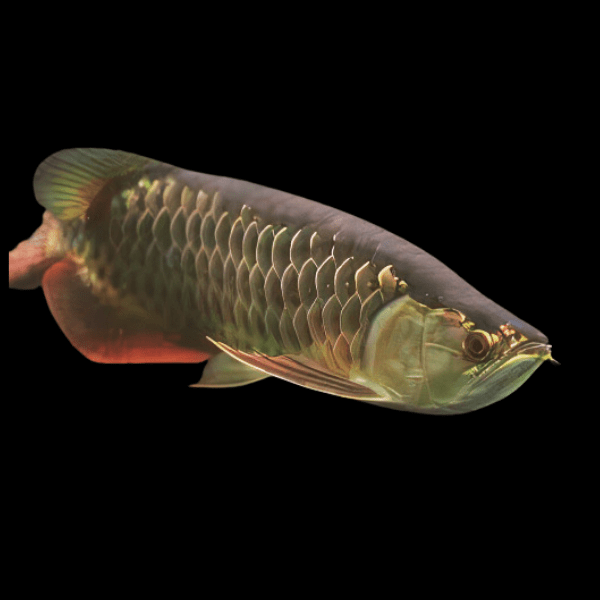 High Back Red Tail Gold Arowana Scleropages Formosus 20cm