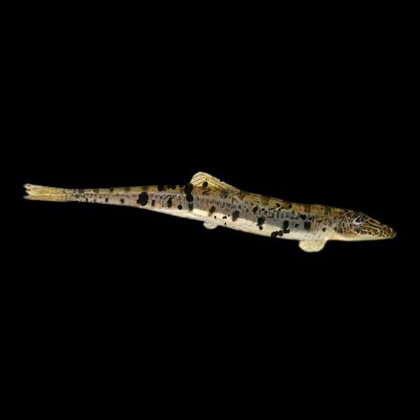 Horseface Loach Acantopsis Dialuzona 6cm