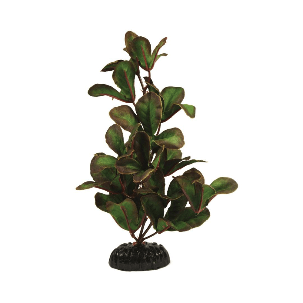 Hugo Kamishi Ludwigia Green