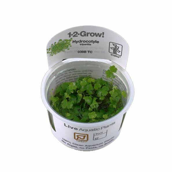 Tropica Hydrocotyle tripartita 1-2-Grow!