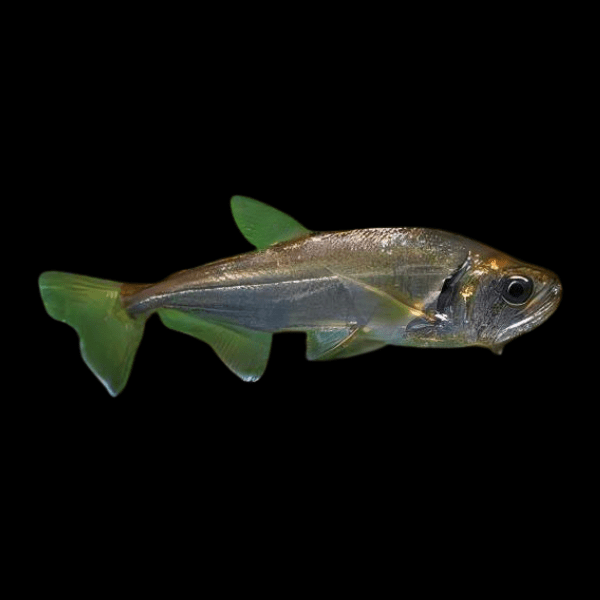 Black Tailed Payara Vampire Tetra Hydrolycus Armatus 10cm