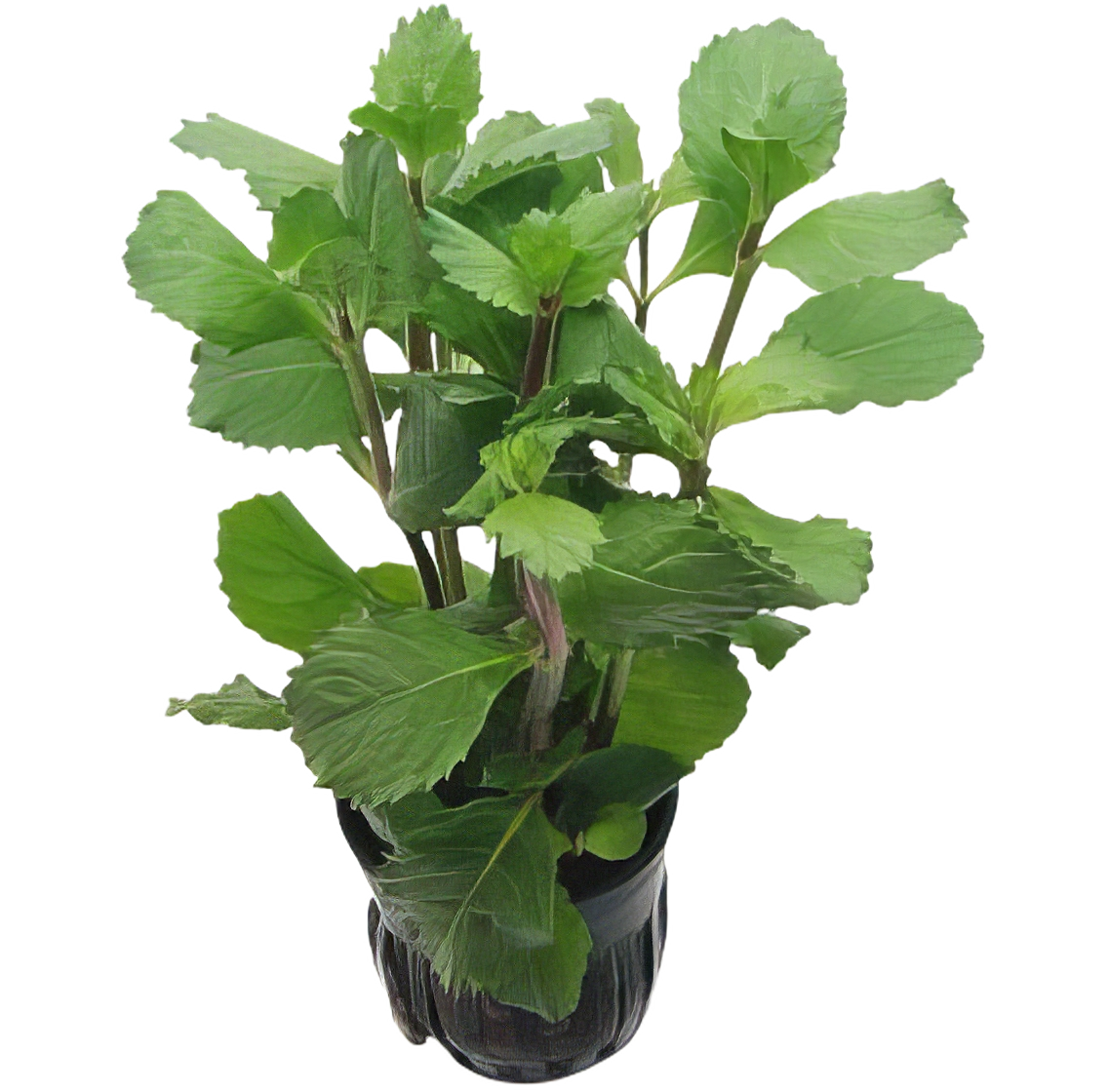 Five Potted Plants Emersed Water Wisteria Plant Hygrophila Difformis