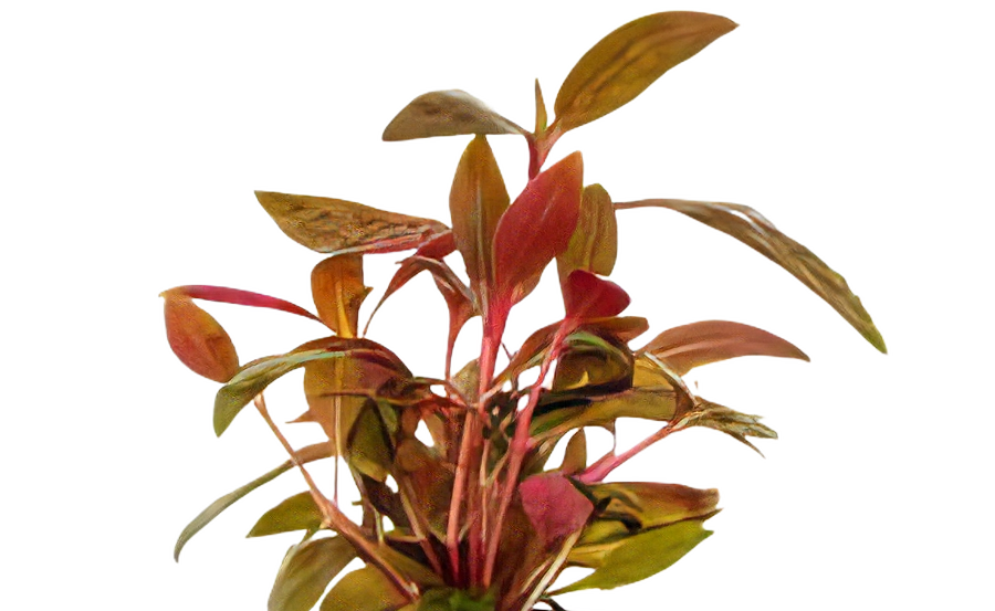 Five Potted Plants Red Hygro Plant Hygrophila Sp