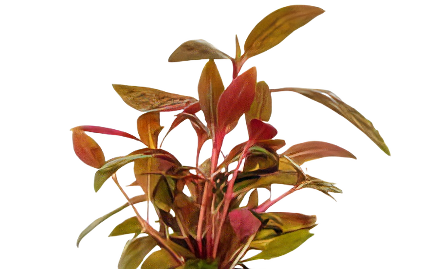 Five Bunched Plants Red Hygro Plant Hygrophila Sp