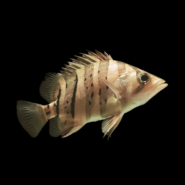 Indonesian Datnoid Tiger Fish Datnioides Microlepis