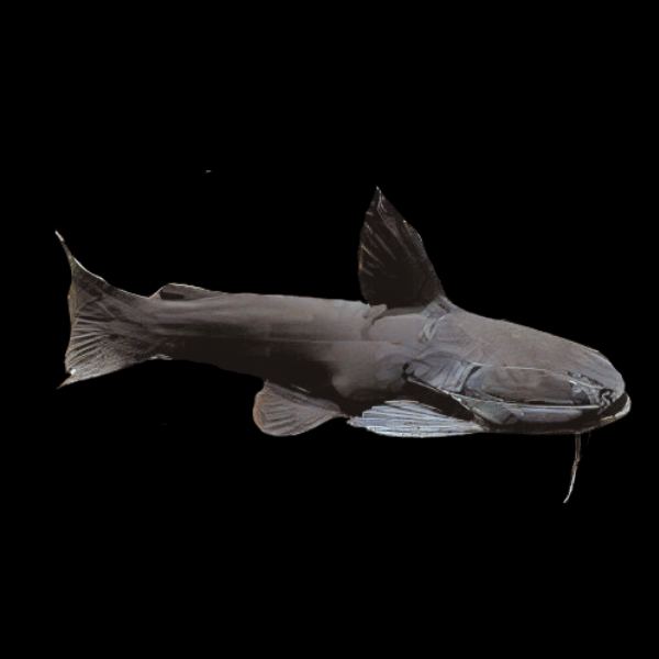 Iron Head Black Driftwood Catfish Trachycorystes Trachycorystes 12cm