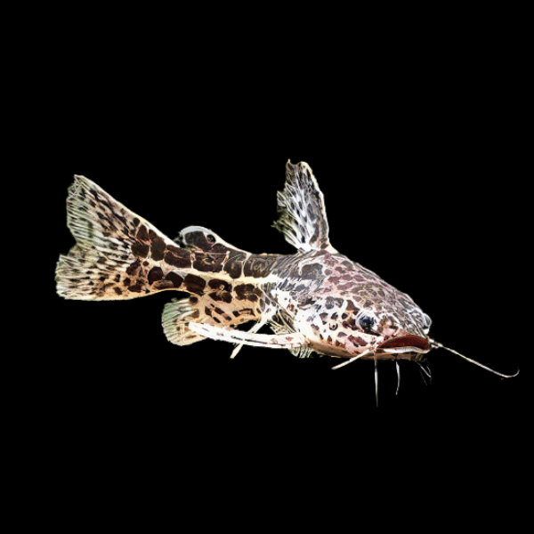 Jaguar Catfish Liosomadoras Oncinus 10cm