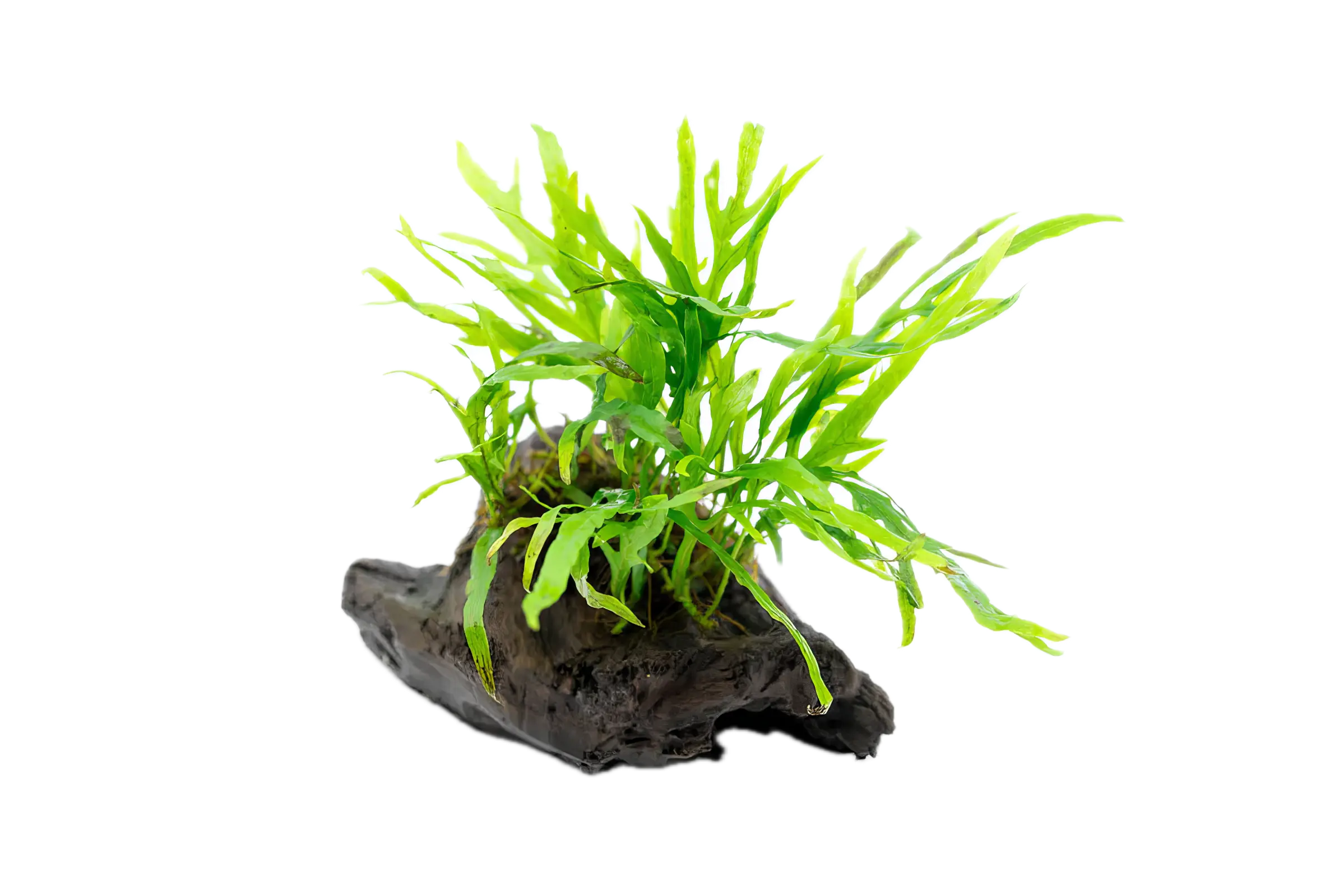 Java Fern Mini Plant on Driftwood
