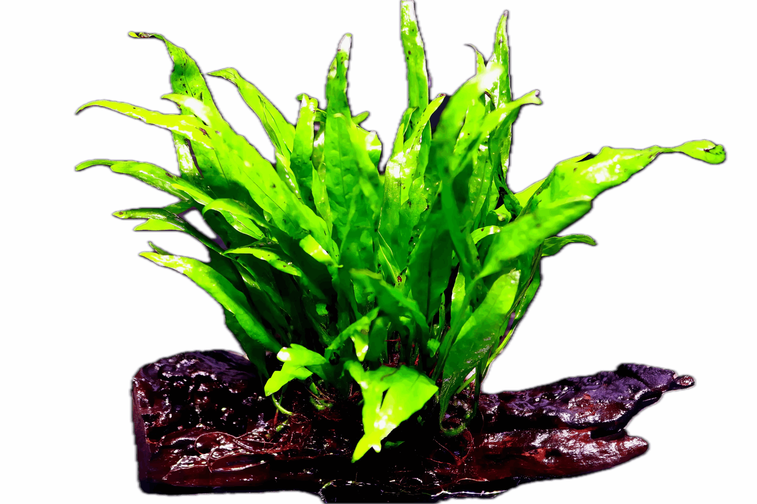 Java Fern Narrow Leaf Plant on Driftwood
