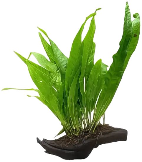 Java Fern Plant on Driftwood