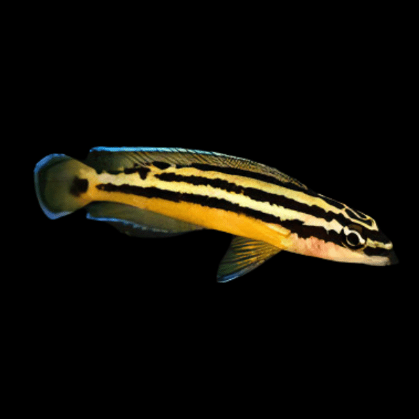 Julidochromis Ornatus Yellow Zaire Tanganyikan African Cichlids 4cm