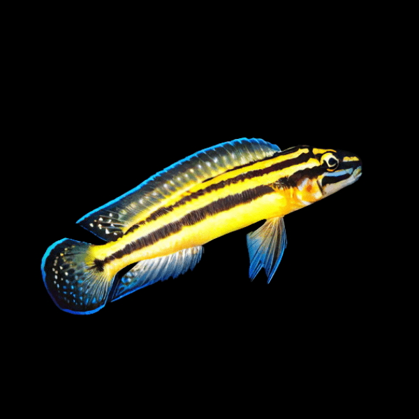 Julidochromis Regani Kipilli Yellow Malawi African Cichlid 4cm