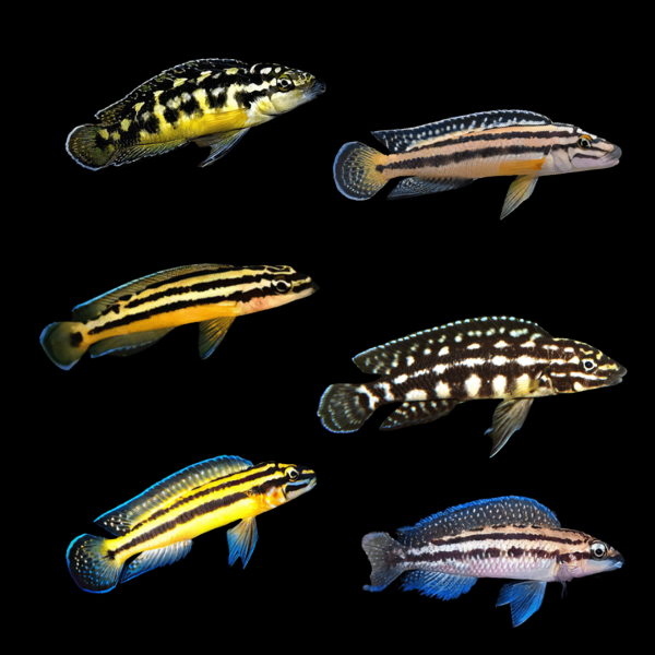 Assorted Julidochromis Tanganyikan African Cichlids 4cm