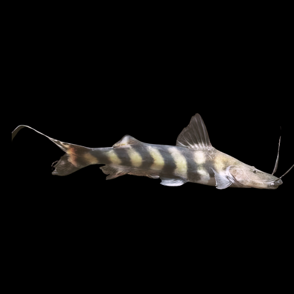 Jurense False Tigrinus Catfish Brachyplatystoma Juruense 10cm