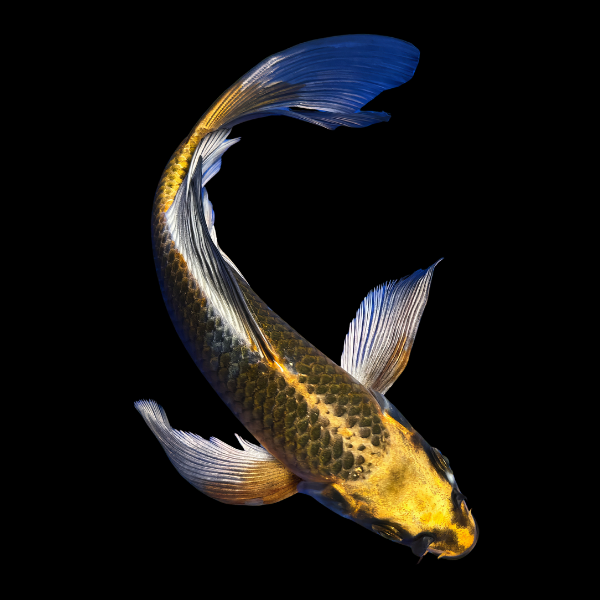Kawarimono Butterfly Classic Koi Carp Cyprinus Carpio
