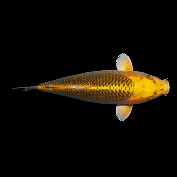 Kawarimono Classic Koi Carp Cyprinus Carpio