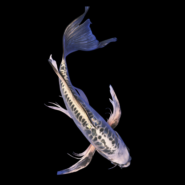 Kikokuryu Butterfly Japanese Koi Carp Cyprinus Carpio