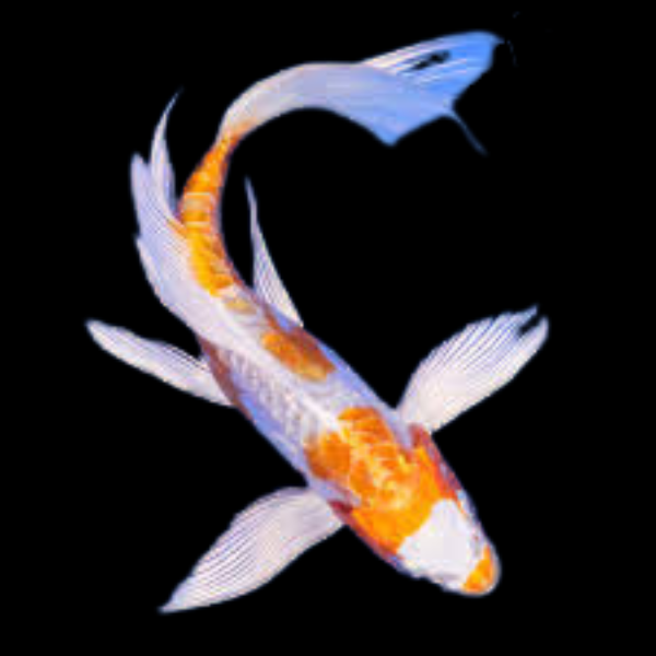 Kikusui Butterfly Grade A Koi Carp Cyprinus Carpio