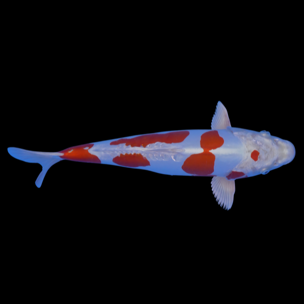 Kikusui Grade A Koi Carp Cyprinus Carpio