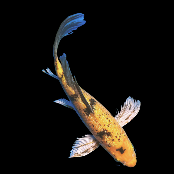 Kin Ki Utsuri Butterfly Classic Koi Carp Cyprinus Carpio