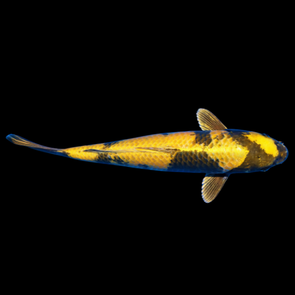 Kin Ki Utsuri Classic Koi Carp Cyprinus Carpio