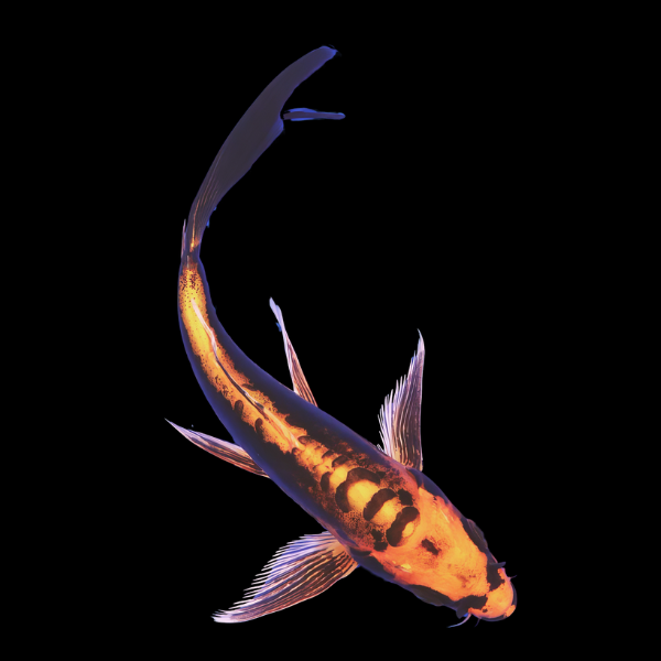 Kin Kikokuryu Butterfly Classic Koi Carp Cyprinus Carpio