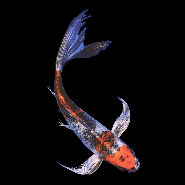 Kin Showa Butterfly Classic Koi Carp Cyprinus Carpio