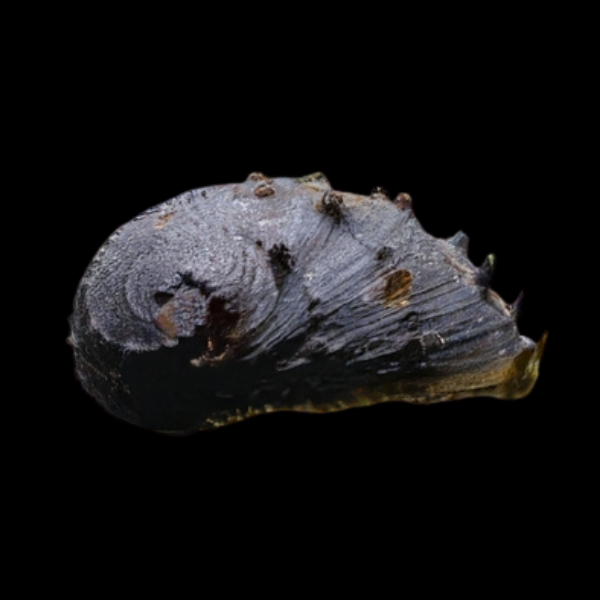 King Koopa Nerite Snail Neritona Juttingae 2cm