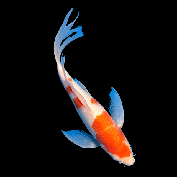 Kohaku Butterfly Classic Koi Carp Cyprinus Carpio