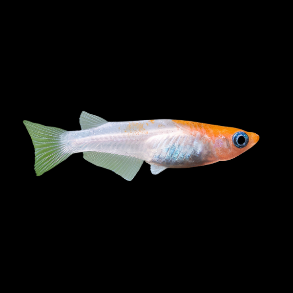 Kohaku Rice Fish Oryzias Latipes - 3cm