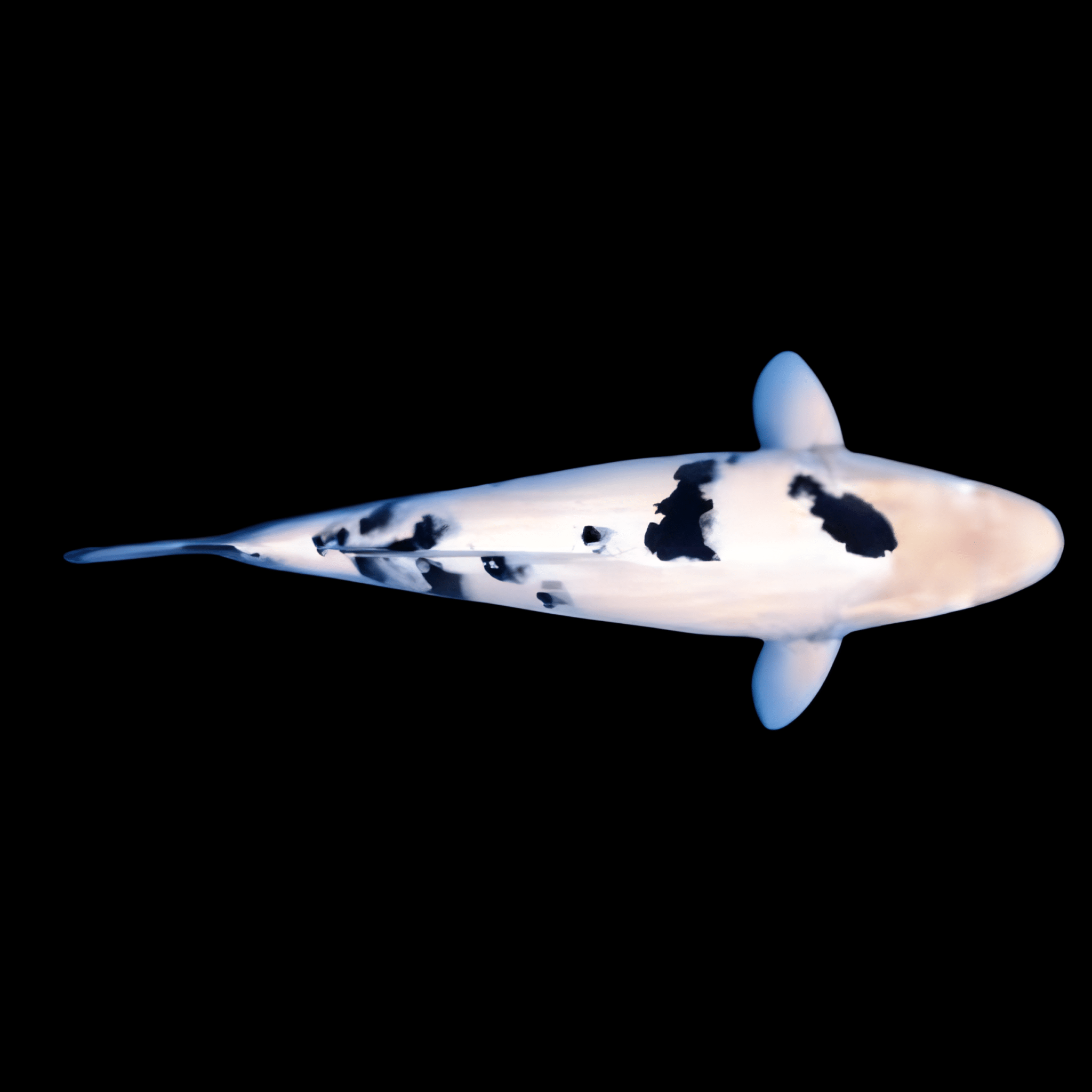 <em>Images for illustration purposes only. Exact colours, patterns, and size may vary between individuals.</em>