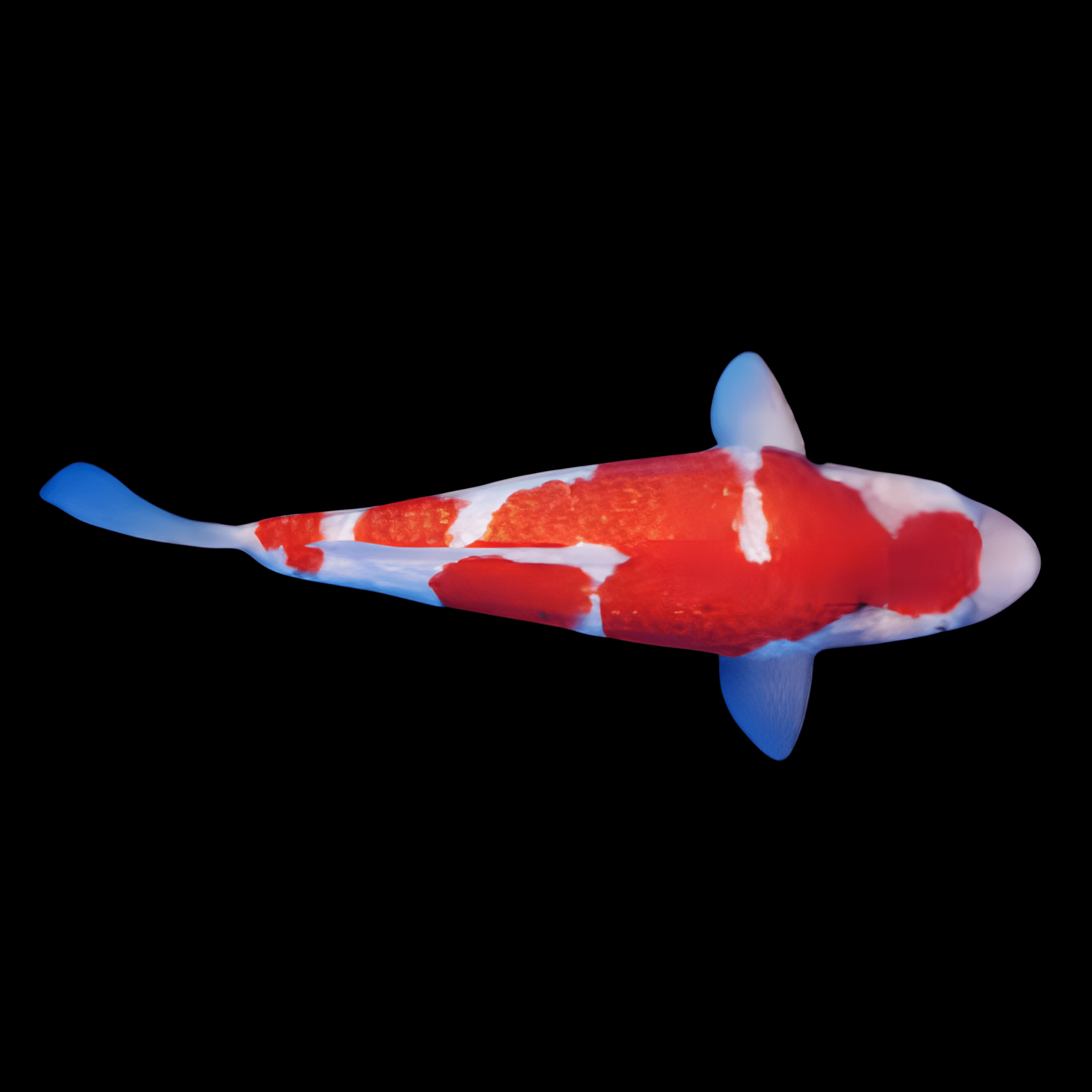 <em>Images for illustration purposes only. Exact colours, patterns, and size may vary between individuals.</em>