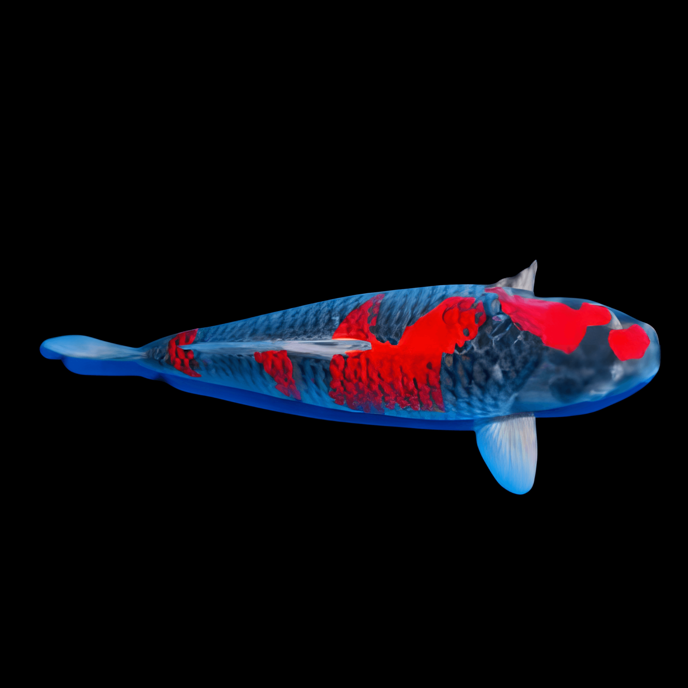 Goshiki Classic Koi Carp Cyprinus Carpio