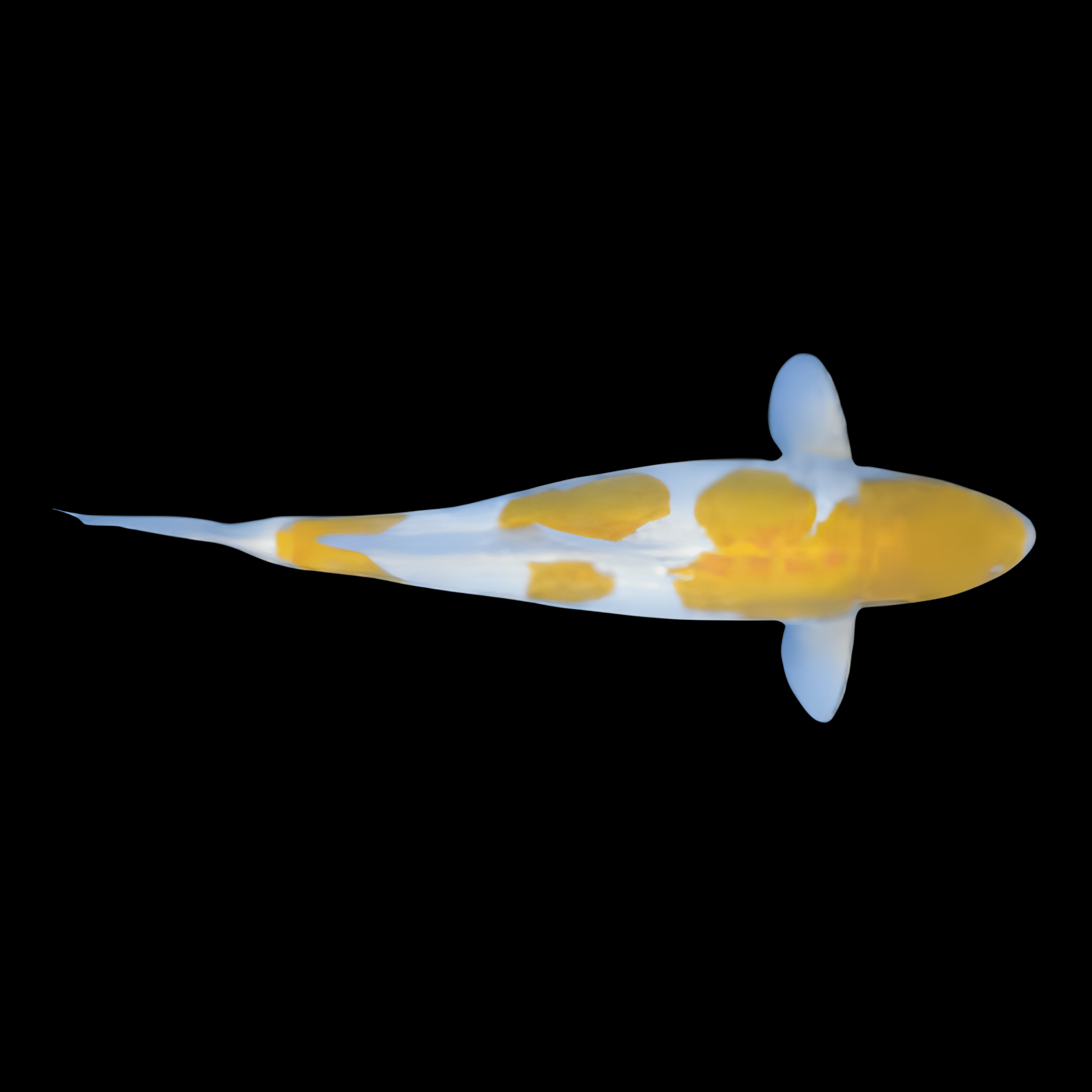 <em>Images for illustration purposes only. Exact colours, patterns, and size may vary between individuals.</em>
