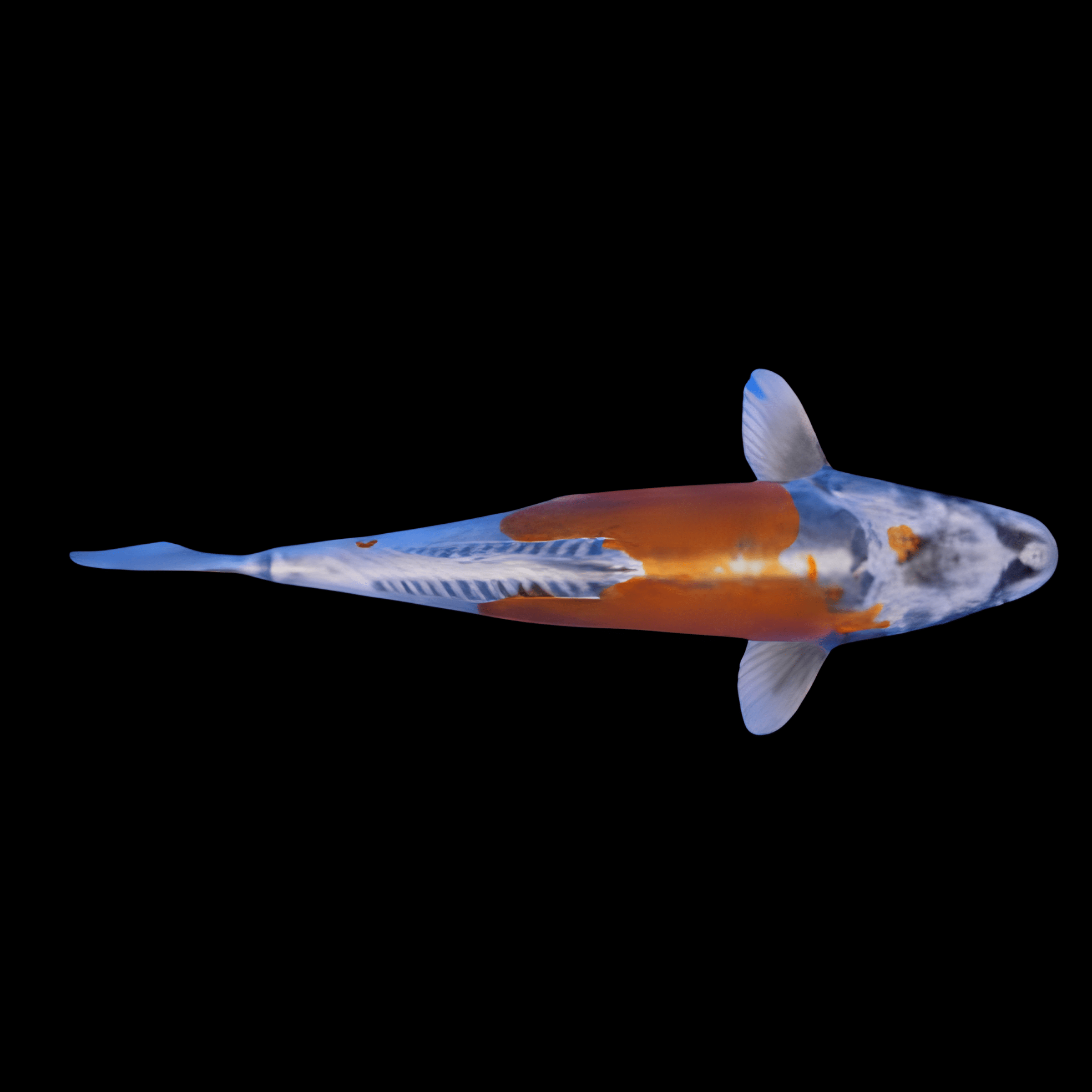 <em>Images for illustration purposes only. Exact colours, patterns, and size may vary between individuals.</em>