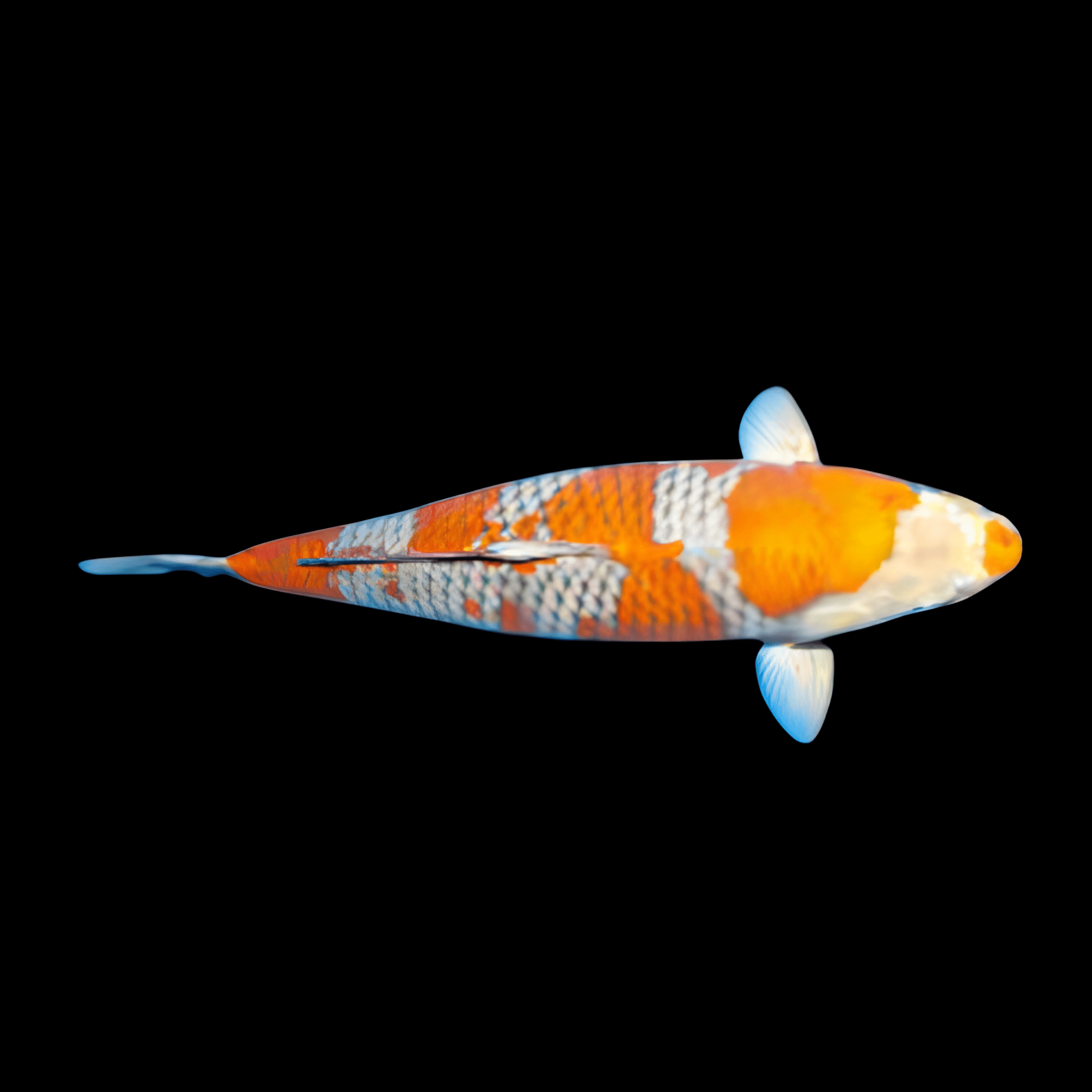 <em>Images for illustration purposes only. Exact colours, patterns, and size may vary between individuals.</em>