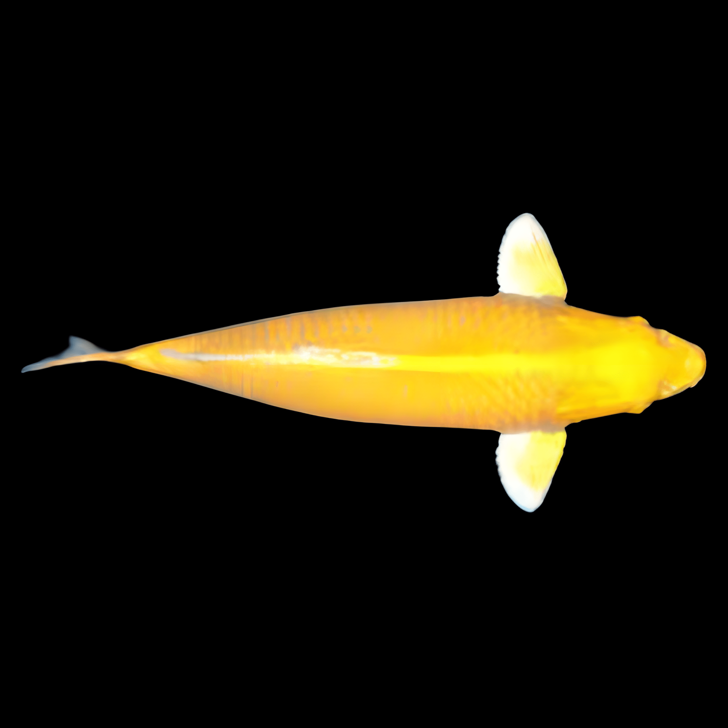Ogon Classic Koi Carp Cyprinus Carpio