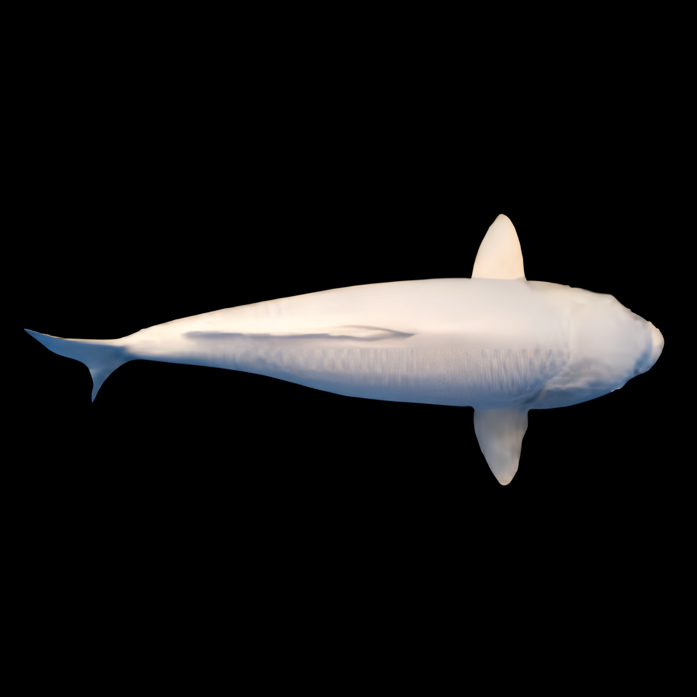 <em>Images for illustration purposes only. Exact colours, patterns, and size may vary between individuals.</em>