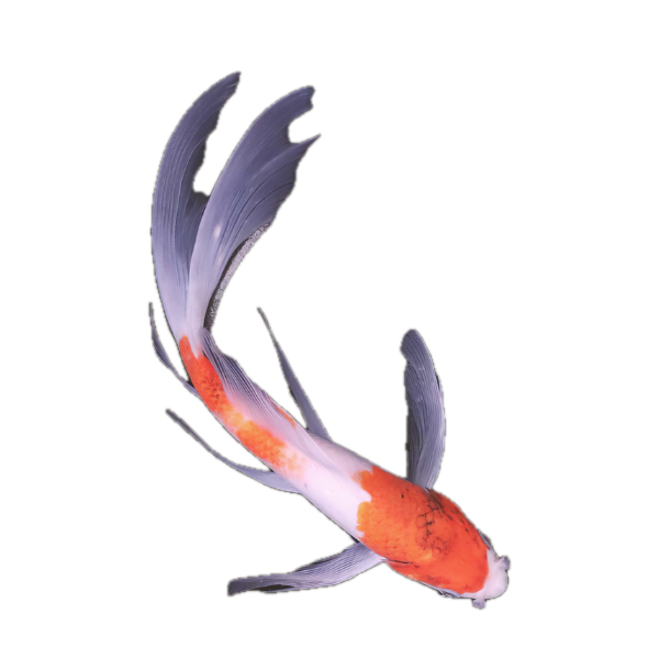 Koromo Butterfly Classic Koi Carp Cyprinus Carpio